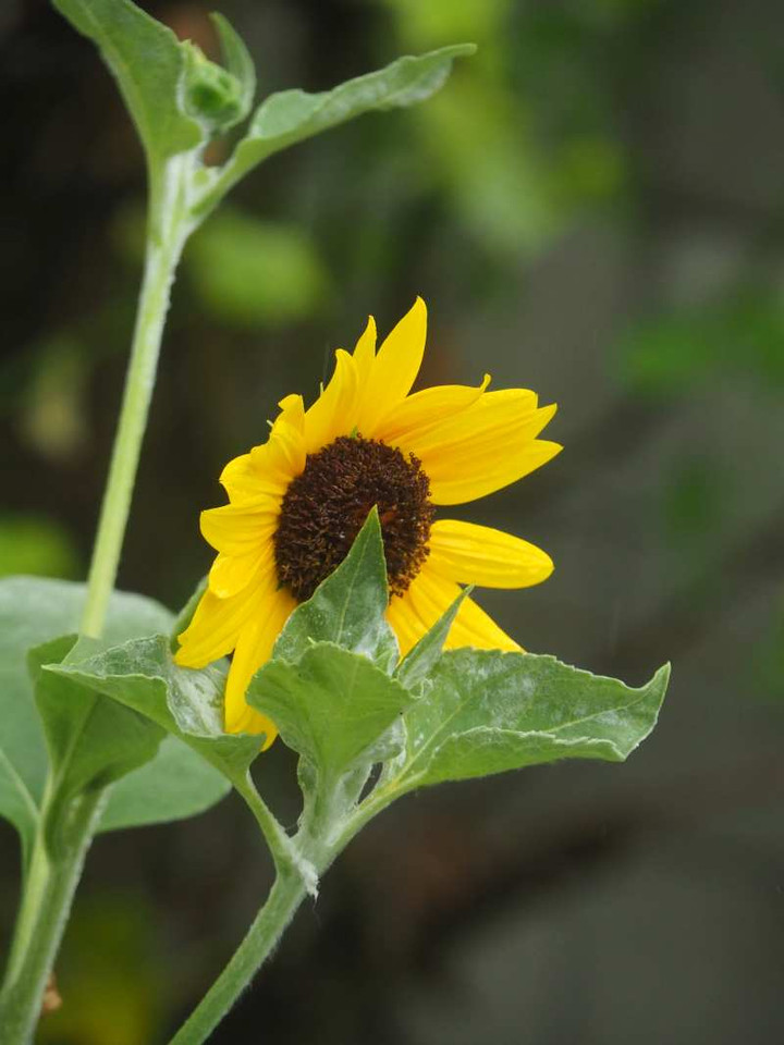 P8122481