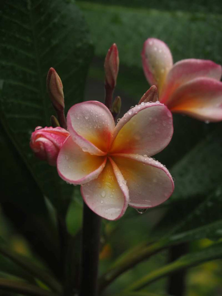 P8132487