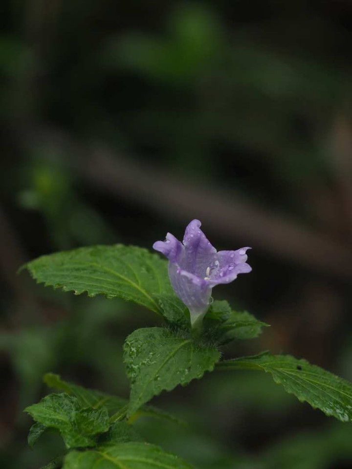 P8132492