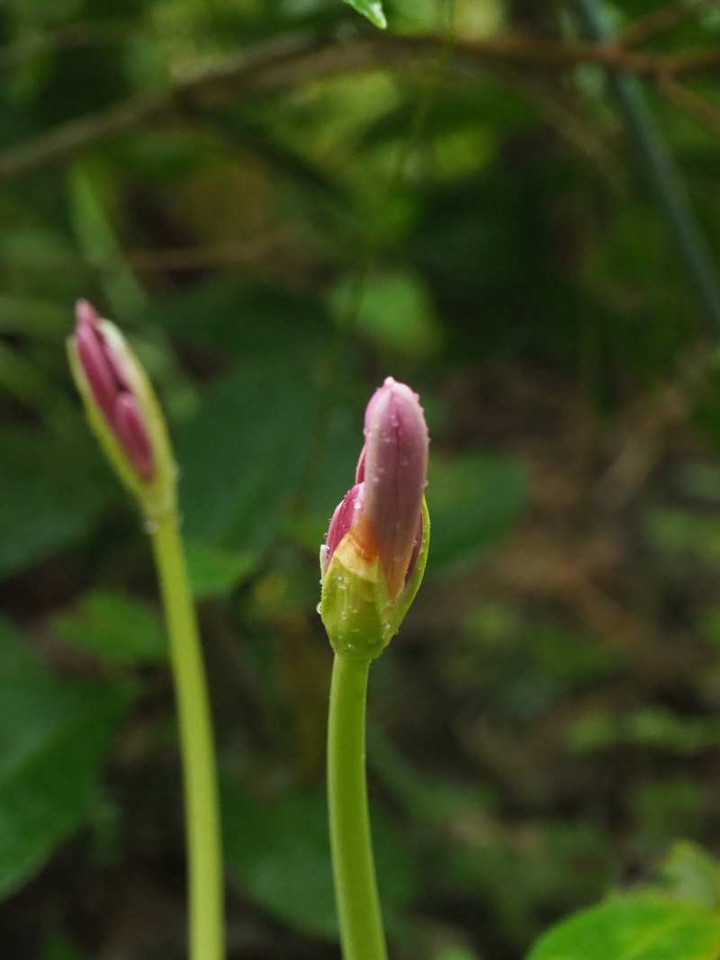 P8132495