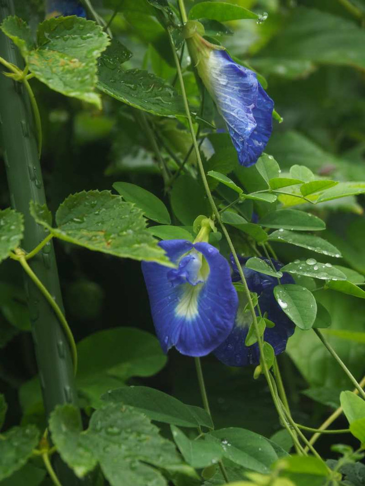 P8142502