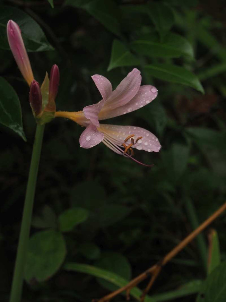 P8142507