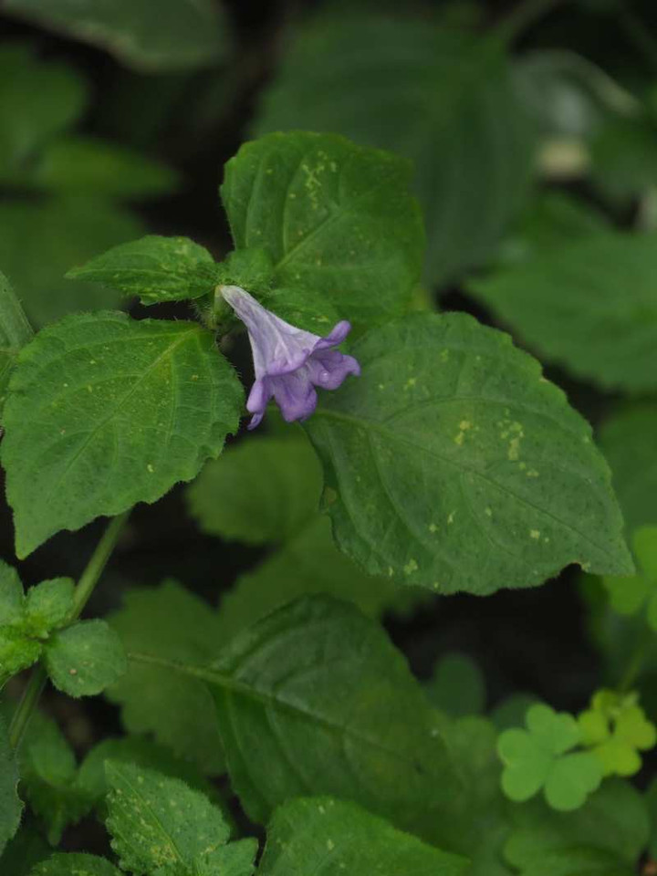 P8152520