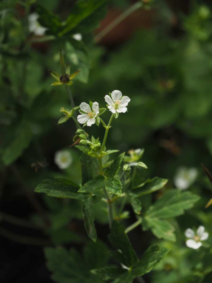 P8152543
