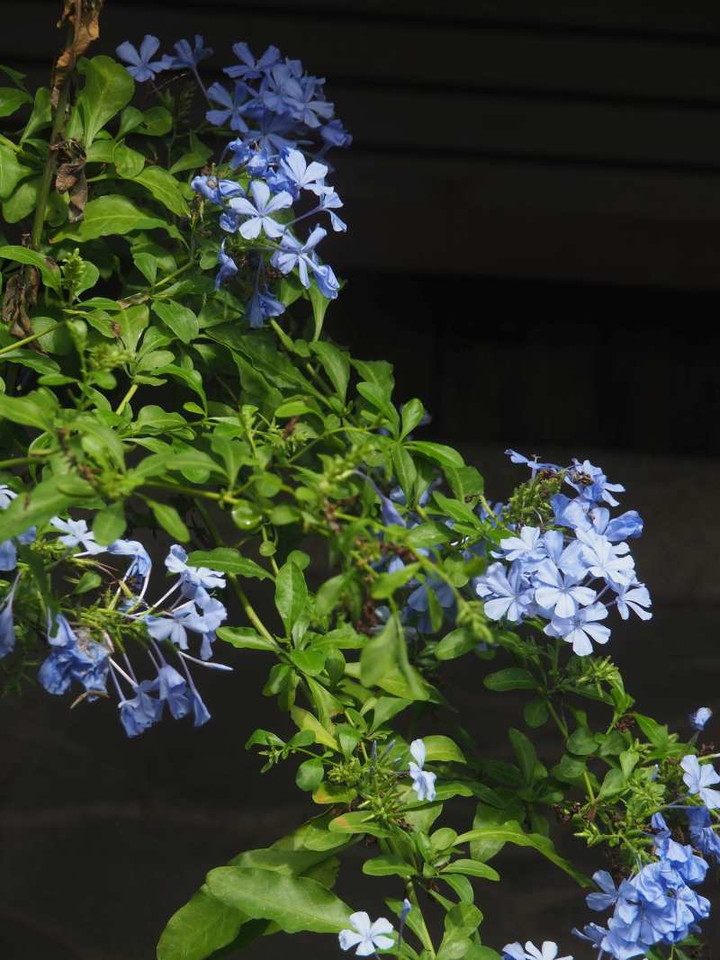P8152555