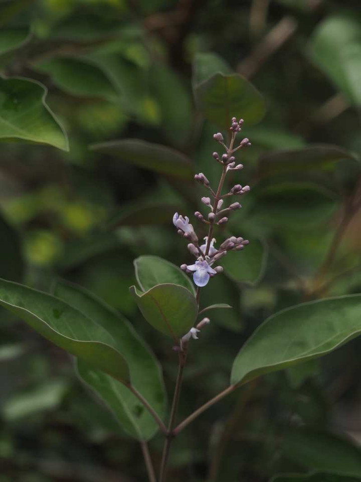 P8152556