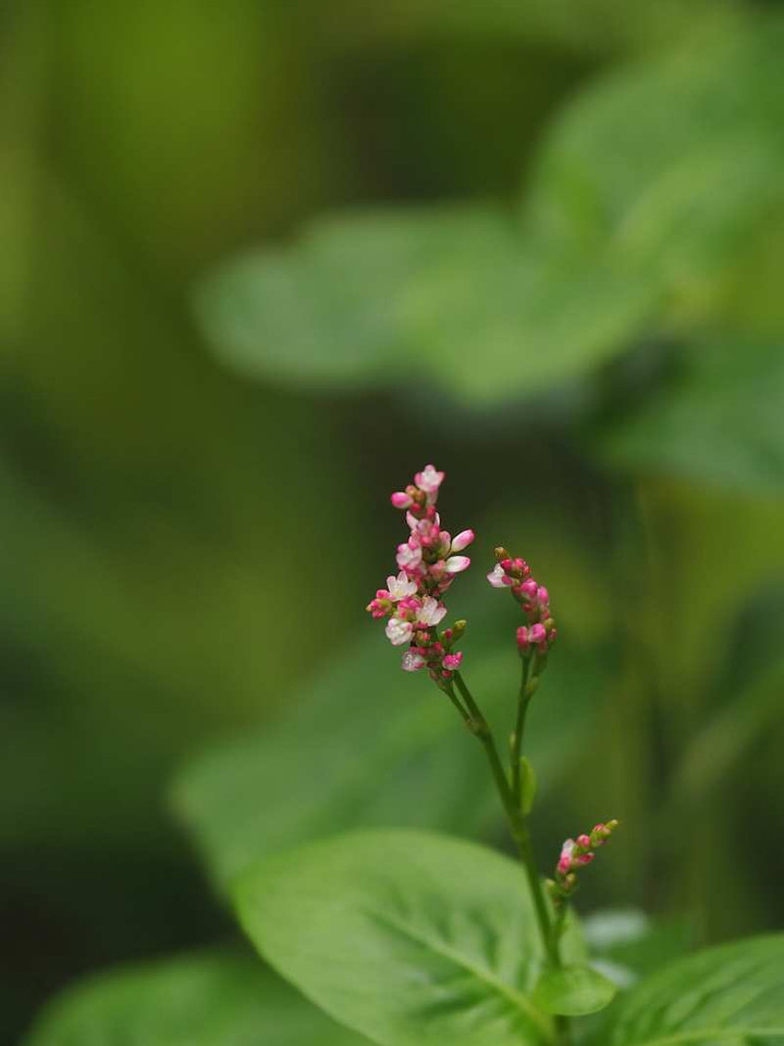 P8152560