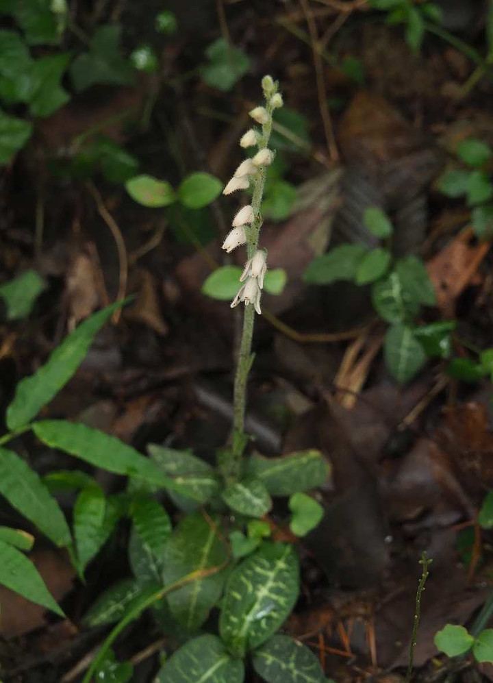 P8152633