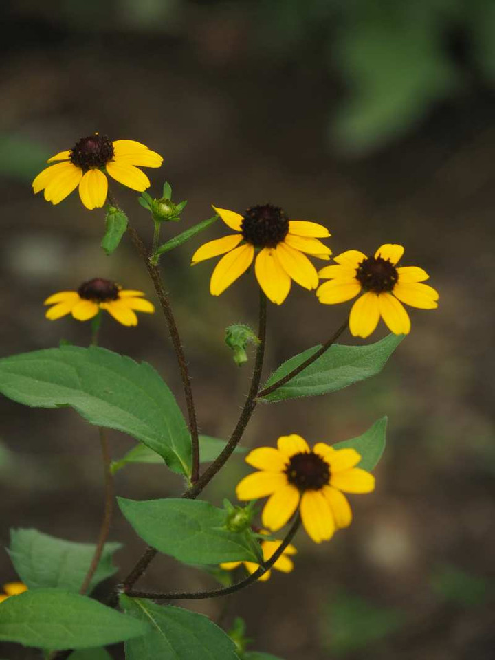 P8162659