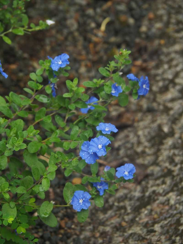 P8172676