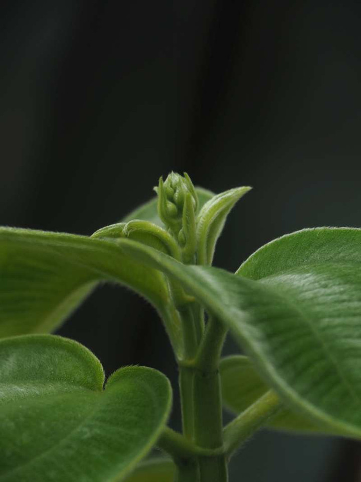 P8172678
