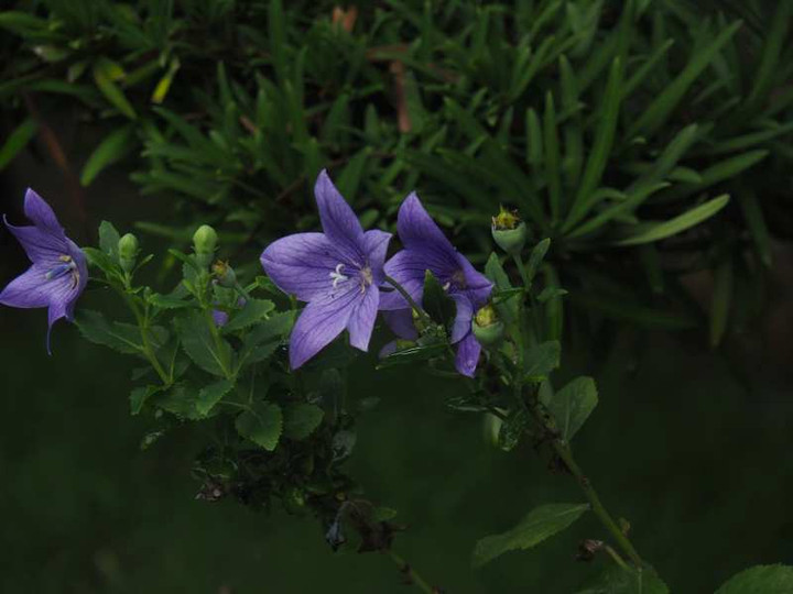 P8202745
