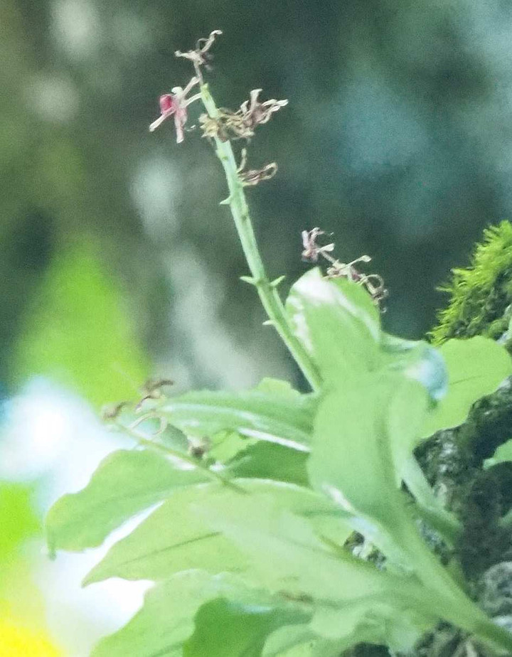 P7271504hugakusuzumusisou