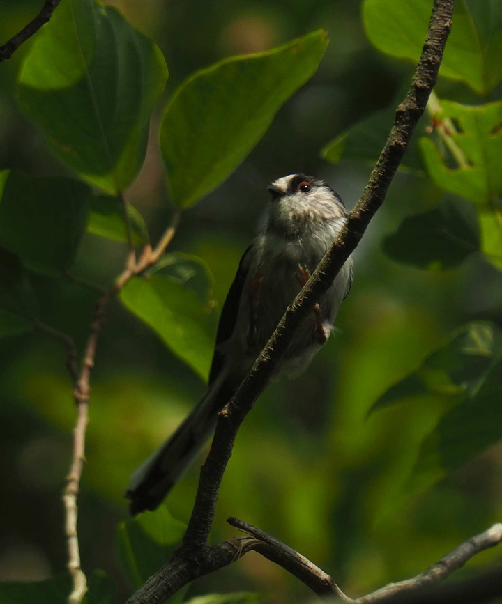 P8212835