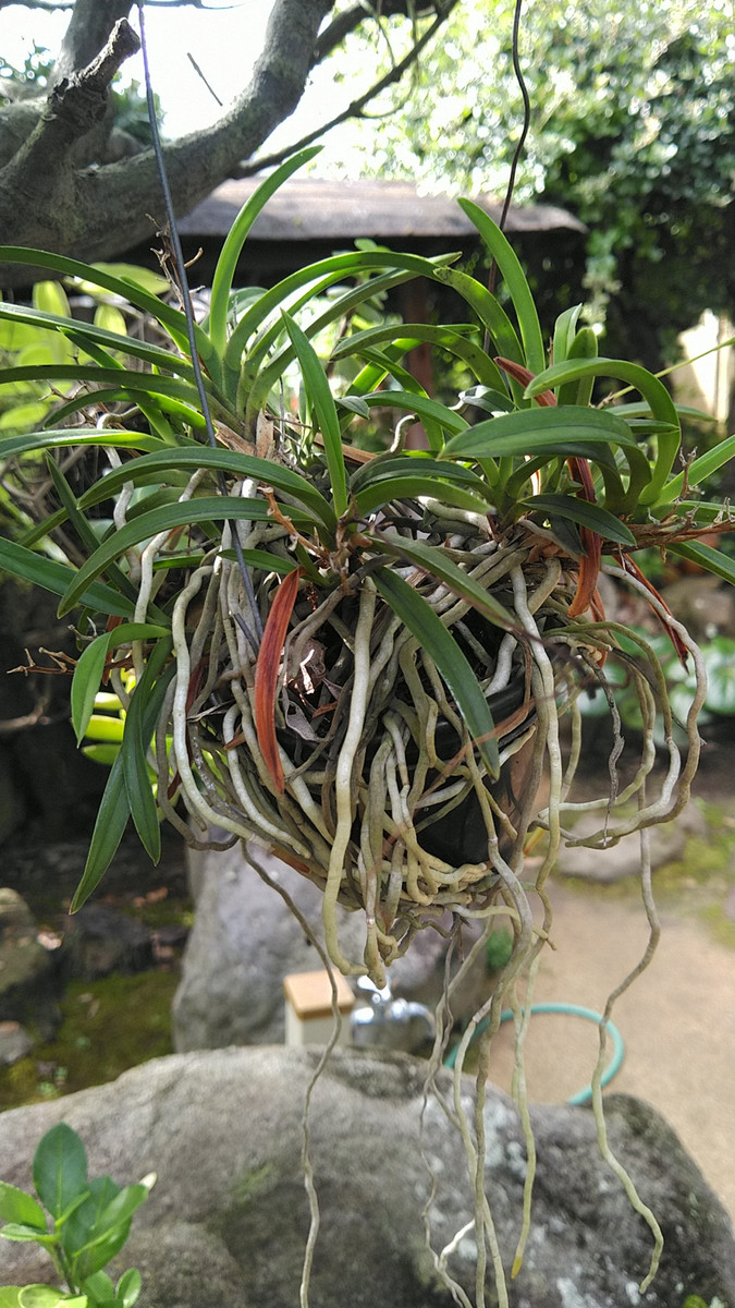 Kimg6068