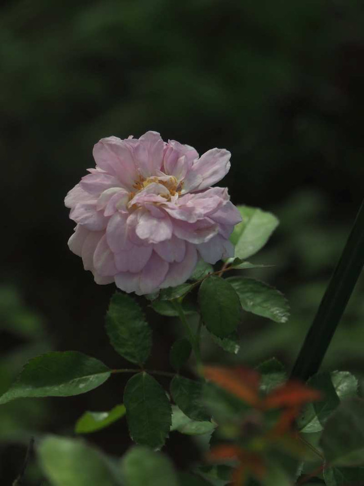 P8222868