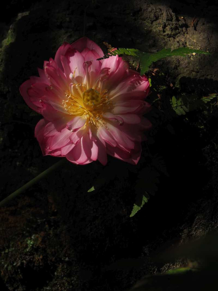 P8222885