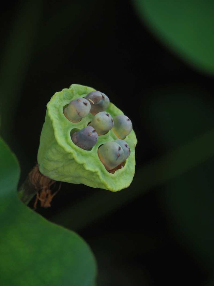 P8222886