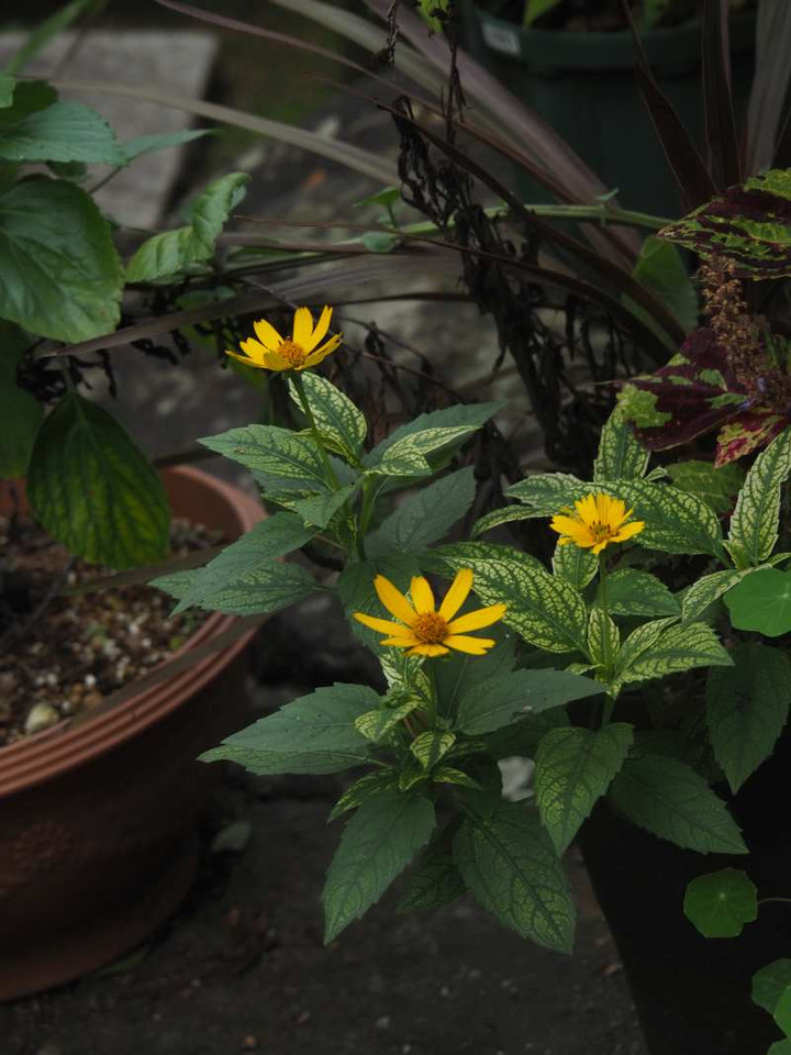 P8242980