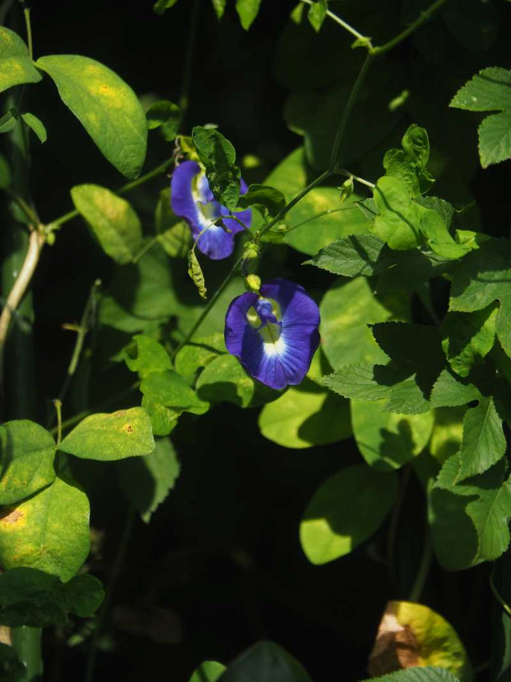 P8252987
