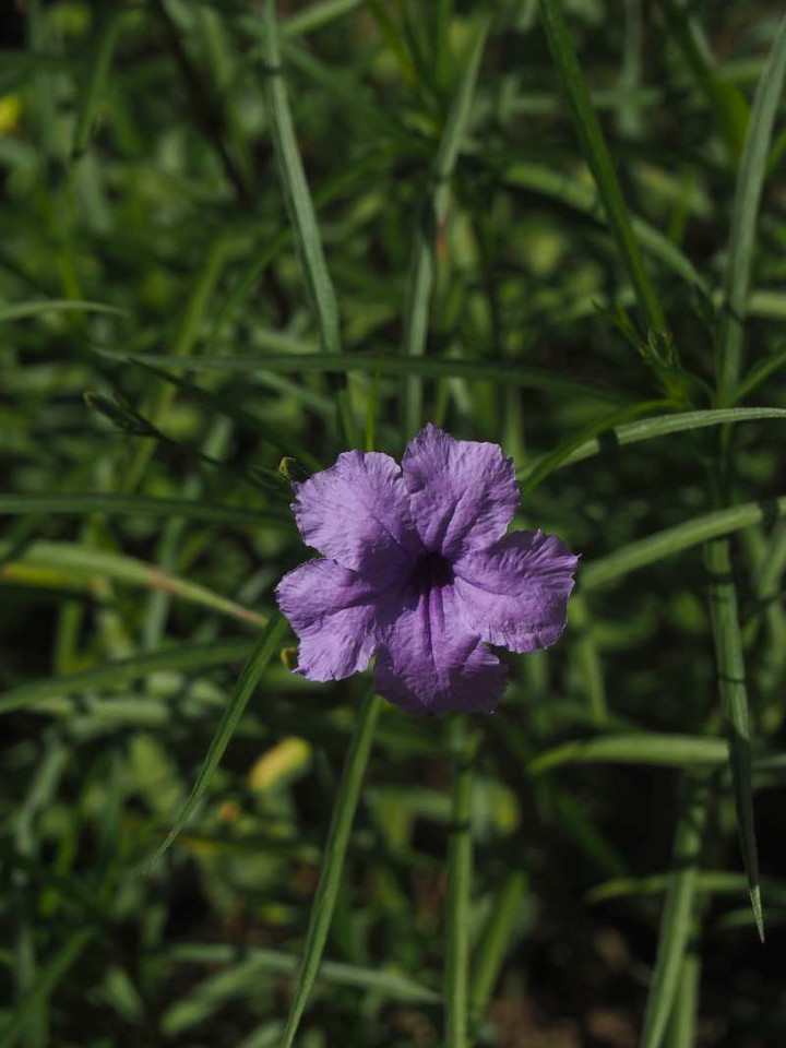 P8252995