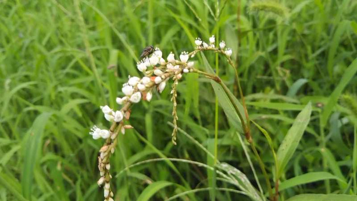 Kimg6093_1
