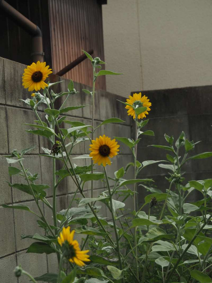 P8263055