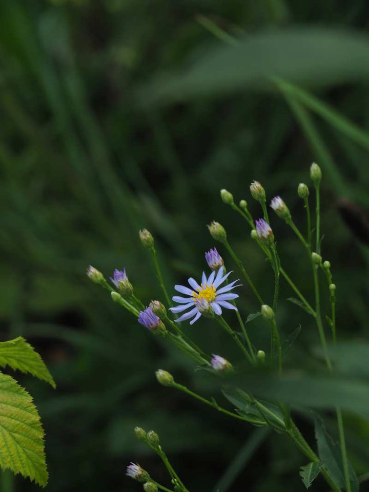 P8273068