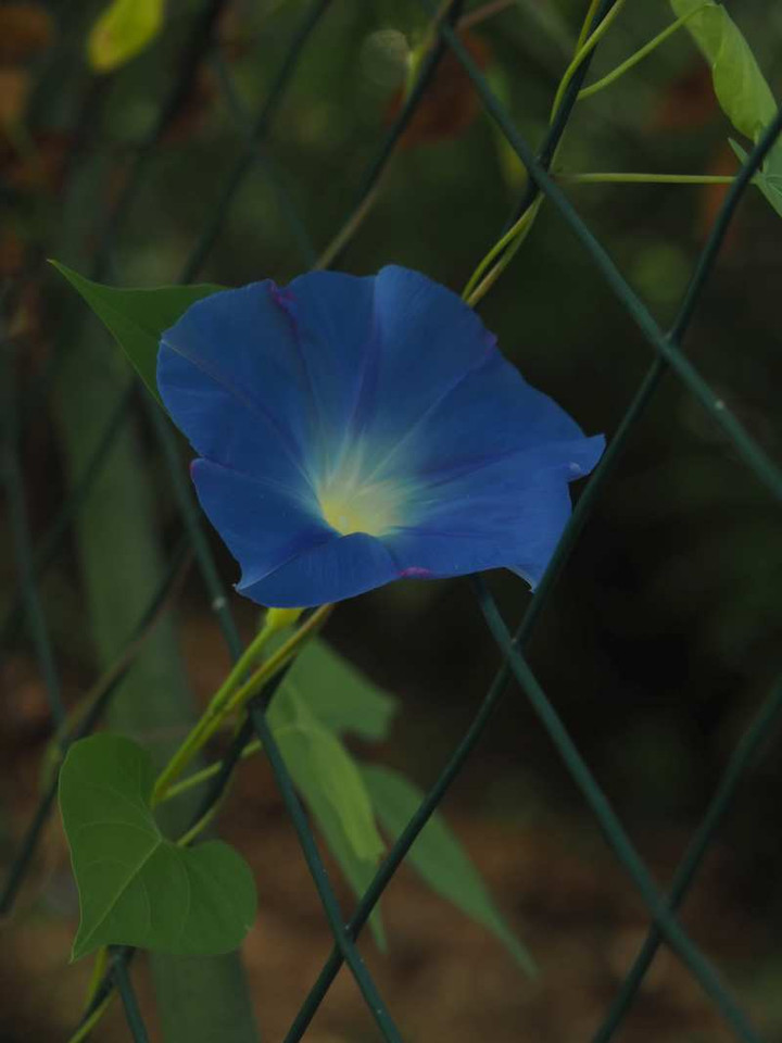 P8273073hebunnriburu