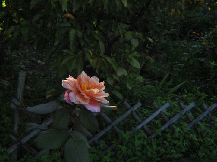 P8293438r