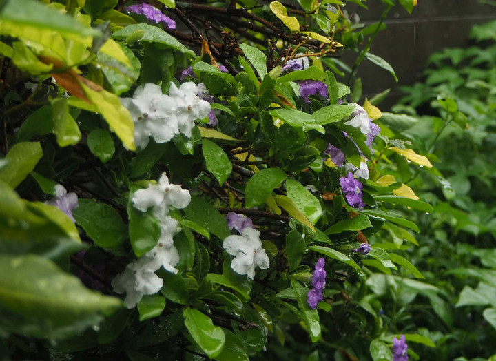 P90336647