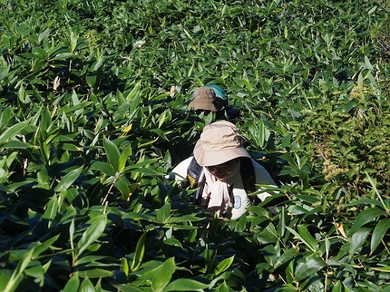 1630156726_3jpgsasakogi