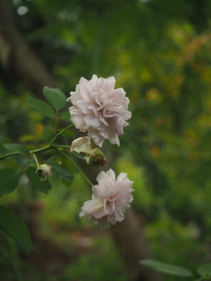 P9063745