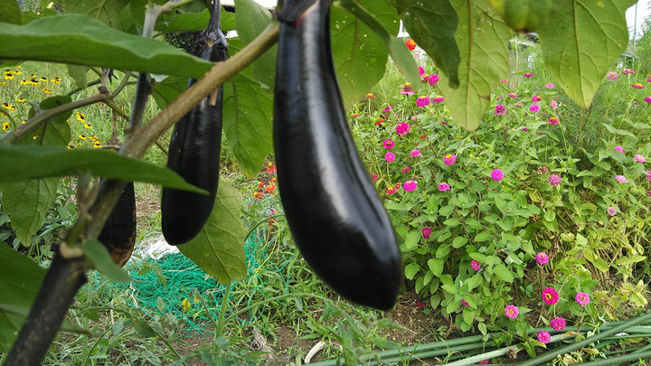 Kimg6207