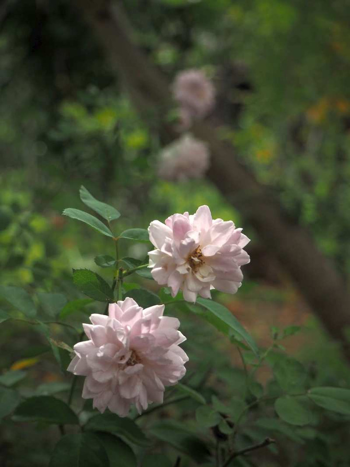 P9083835