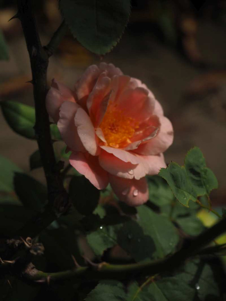 P9093895