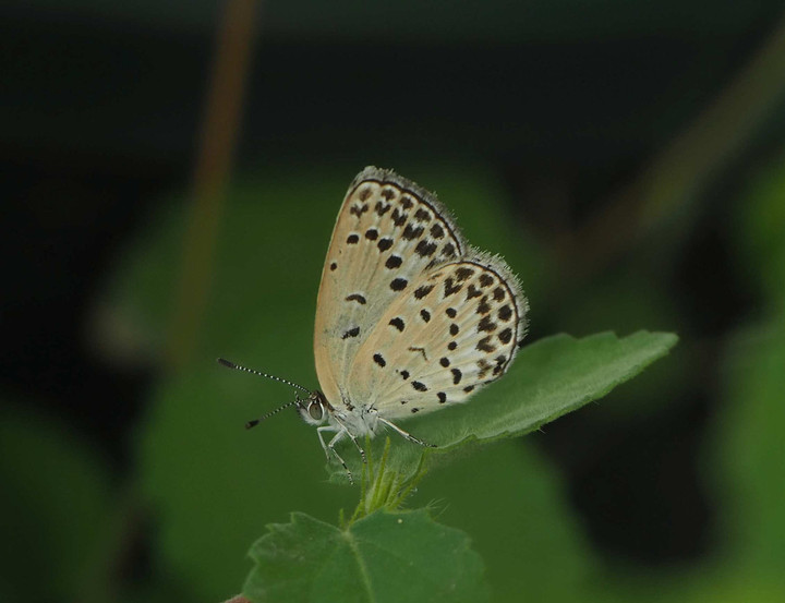 P9103982