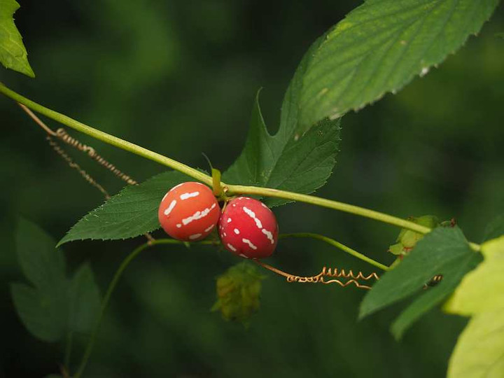 P9134296