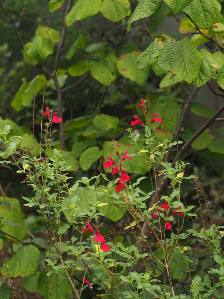 P9134309