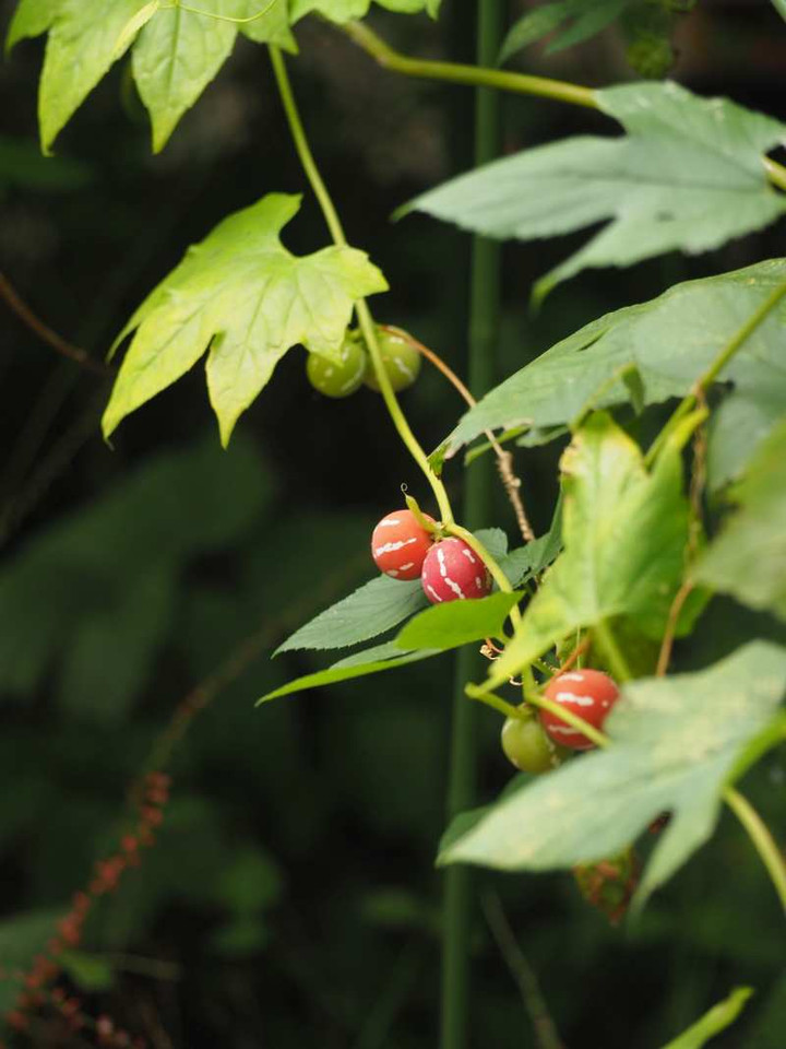 P9134333