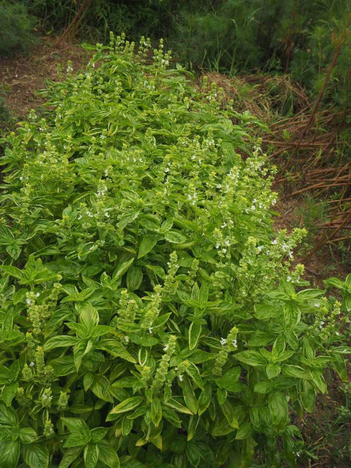 P9134357