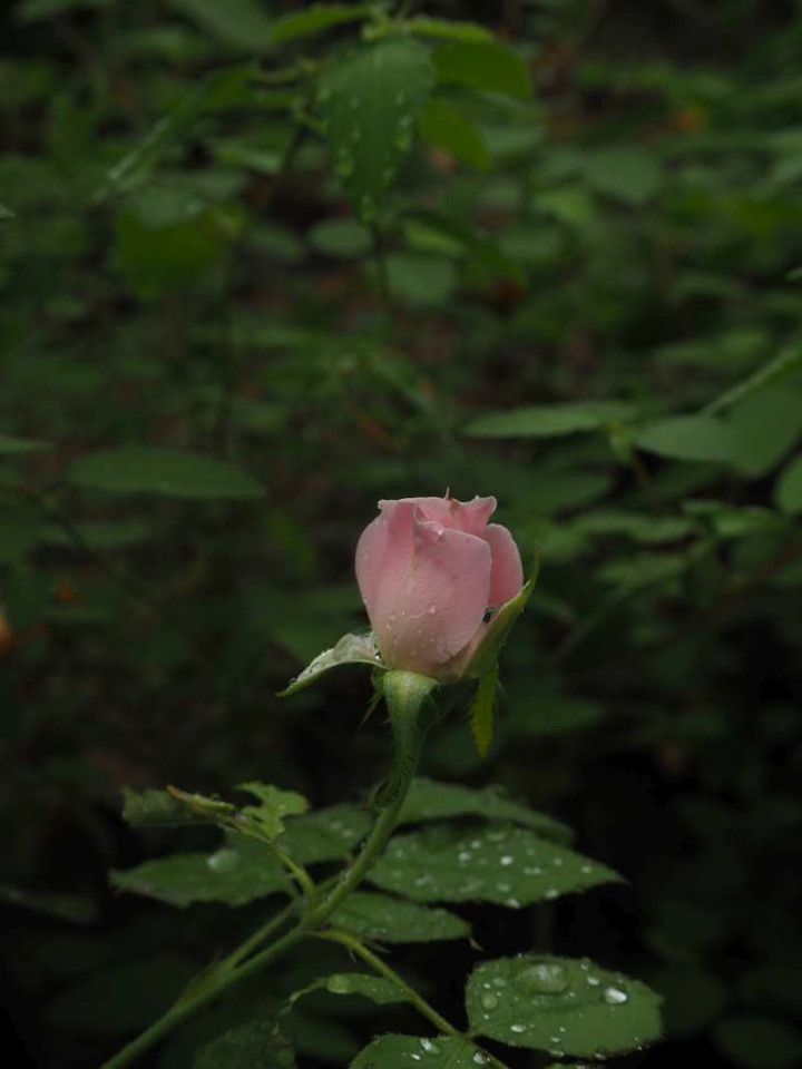 P9144375