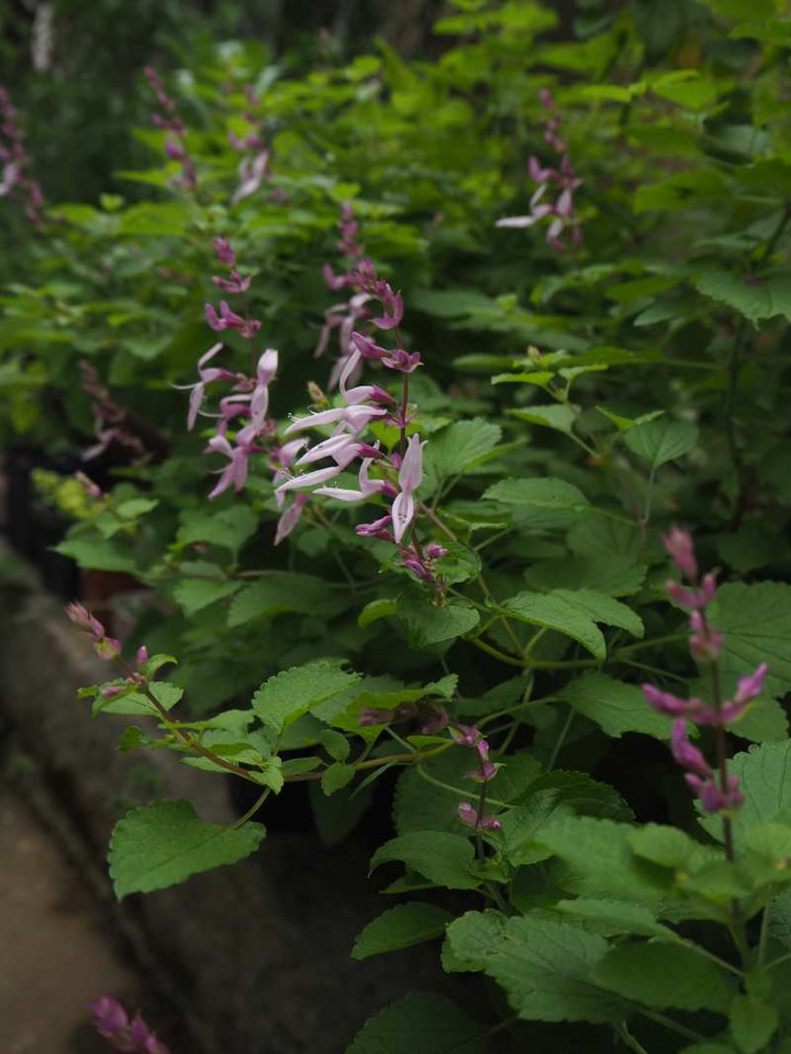 P9164482