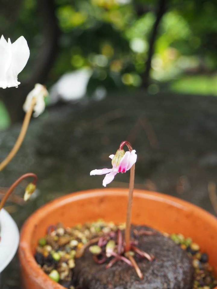 P9174507