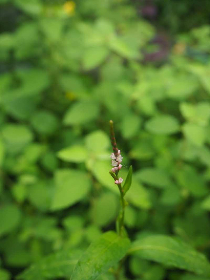 P9174548
