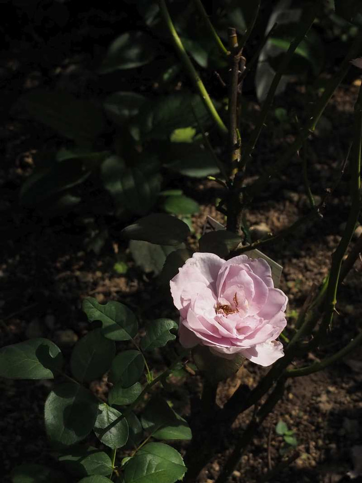 P9204983