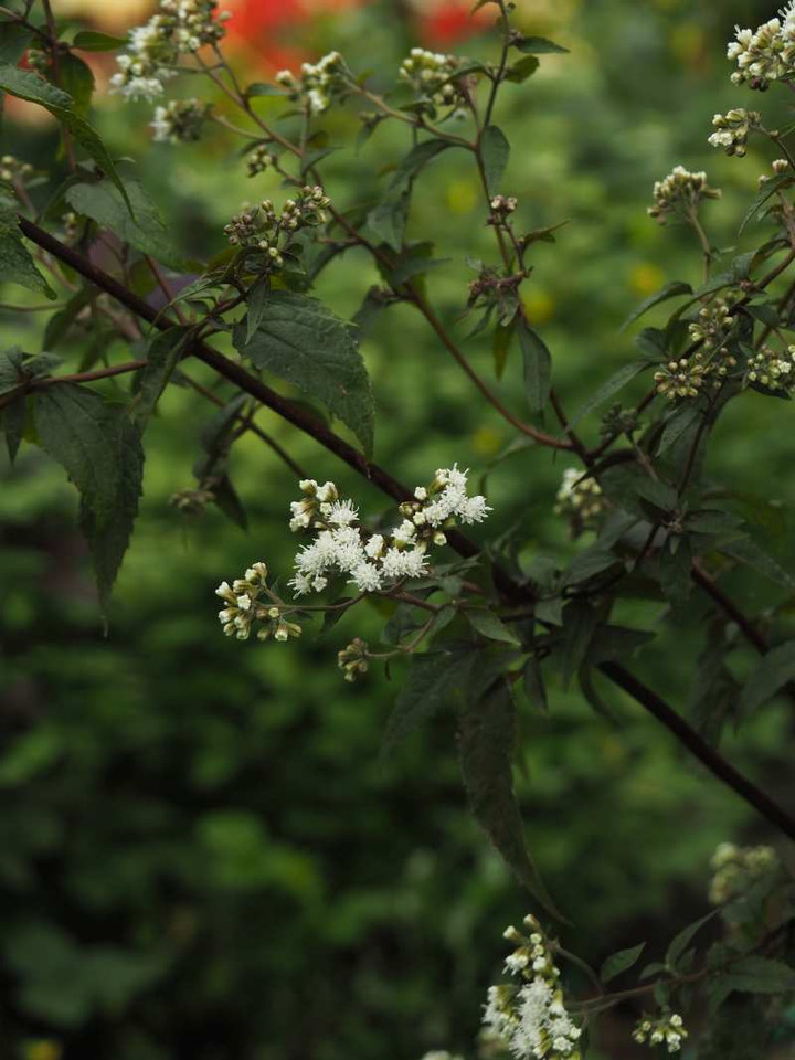 P9225162