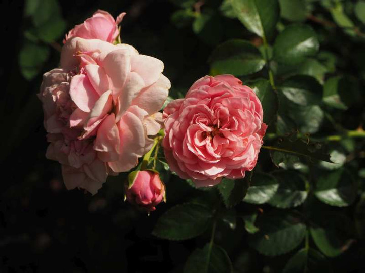 P9255371