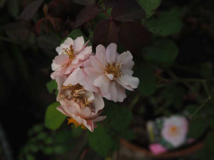 P9255383