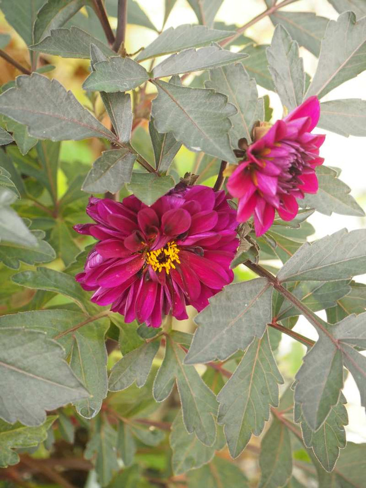 P9255389